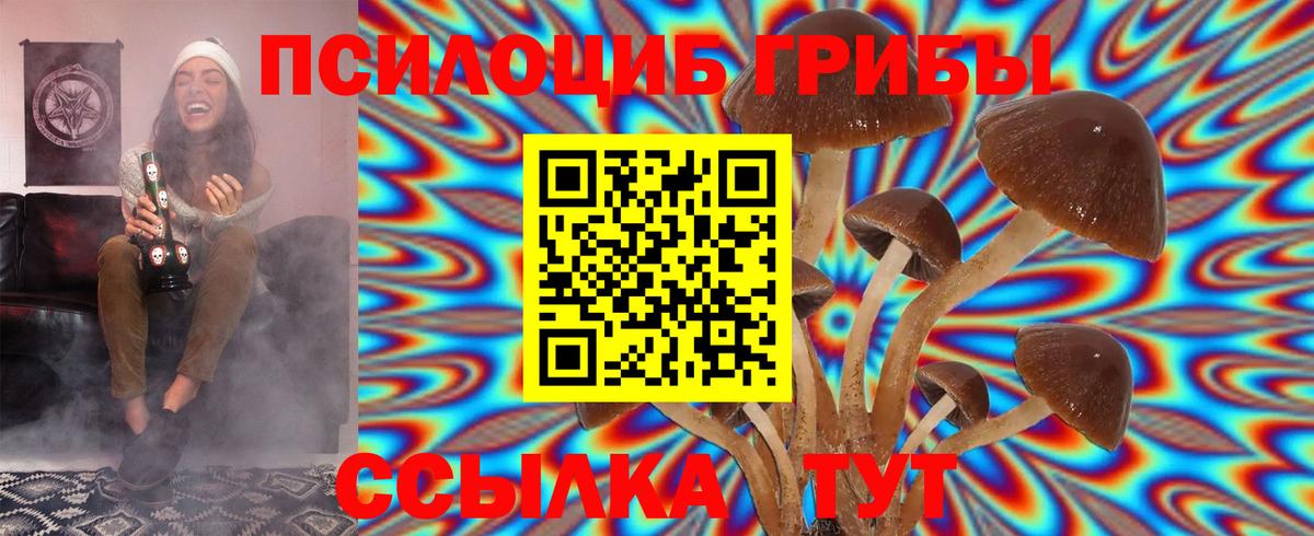 Галлюциногенные грибы Psilocybe Торжок